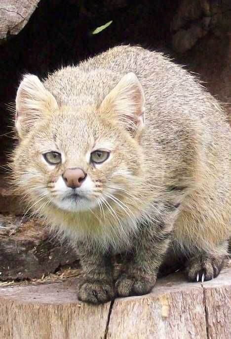 Pampas Cat | Pampas Cat Conservation | Leopardus pajeros