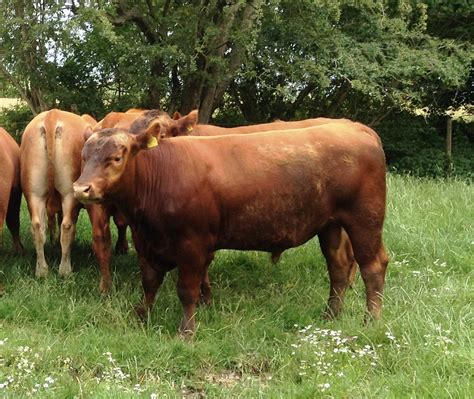 Red Aberdeen-Angus Bulls for Sale – WOODCOTTAGE ABERDEEN-ANGUS ...