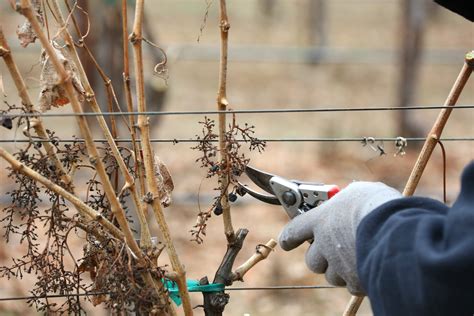 How To Train And Prune Grapevines, 47% OFF