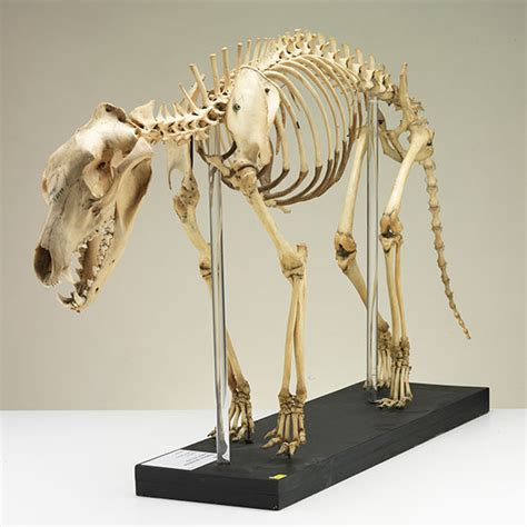 Thylacine Skeleton