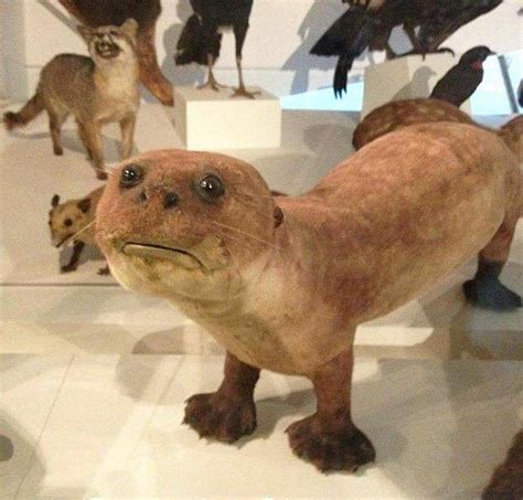 Taxidermy? More Like Taxiderpy (20 Pics)