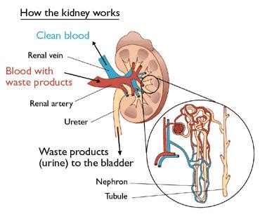 Structure and Function of the Kidneys - Kidney Cancer UK