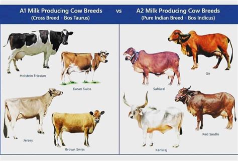 Dairy Farm - Methods of Dairy Cow Selection for Profitable Dairy Farming