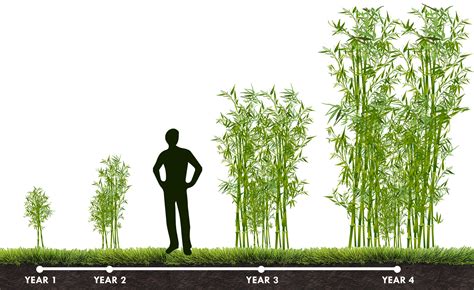 How Long Does It Take To Grow Bamboo - Lange Boloody