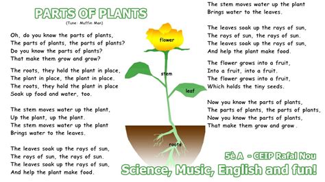 Parts of plants song - YouTube