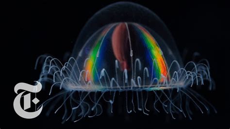 Deep Sea Rainbow Gif By Monterey Bay Aquarium Find Share On Giphy | My XXX Hot Girl