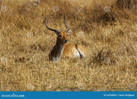 Male Lechwe stock photo. Image of horns, grasses, herbivore - 63628696