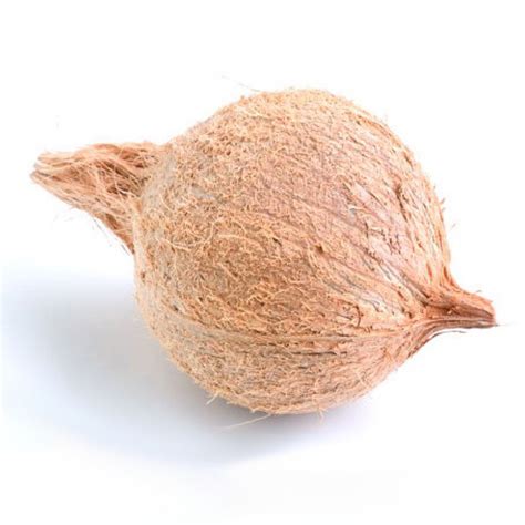 Coconut for Pooja (Puja) - Coconuts - Florida Coconuts - Store