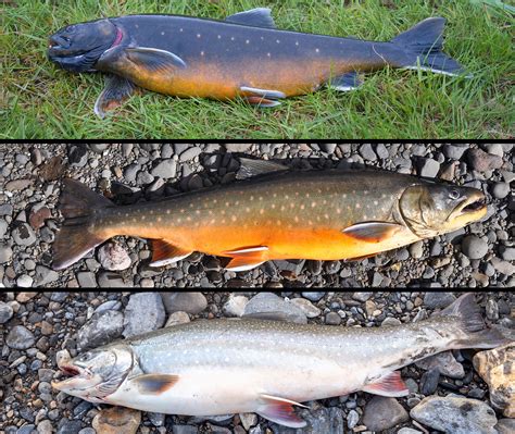 Arctic Char vs. Salmon: Looks, Taste, and Everything Else!