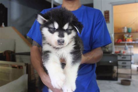 LovelyPuppy: 20140106 Giant Alaskan Malamute Puppies