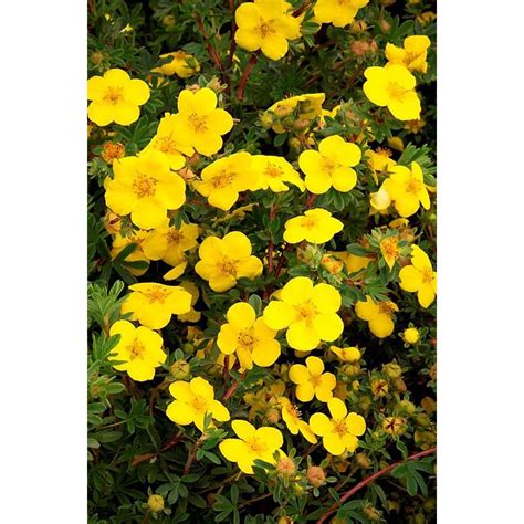 Monrovia Yellow Gold Star Potentilla Flowering Shrub in Pot (With Soil ...