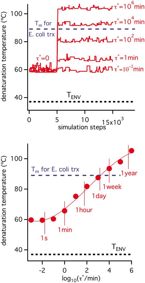 Simulations on the evolution of protein denaturation temperature under... | Download Scientific ...