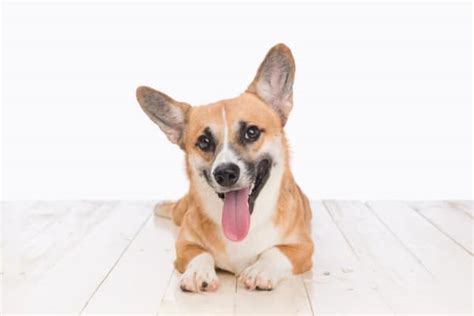 Corgi Great Dane Mix: Ultimate Guide - PetDT