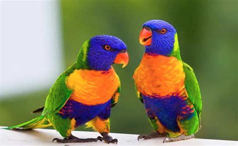 Rainbow Lorikeet Diet, Care, Behaviour, And Personality