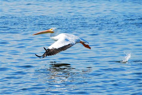 Mosquito Lagoon & Indian River Wildlife Gallery