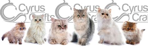 Everything You Need to Know About Persian Cats|Persian Kittens