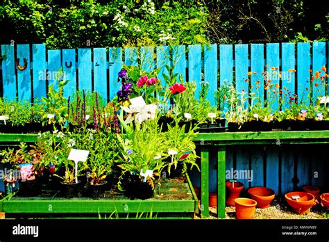 Yorkshire Lavender centre, Terrington, North Yorkshire, England Stock Photo - Alamy