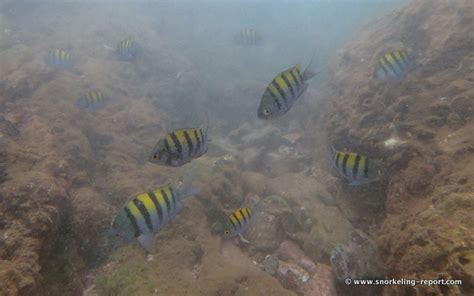 Snorkeling in Playa Conchal, Guanacaste | Snorkeling in Costa Rica