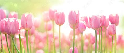 beautiful pink Tulip on blurred spring sunny background. bright pink tulip flower background for ...