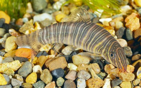 Zebra Loach - Habitat, Care, Feeding, Tank Size, Breeding - AquariumNexus