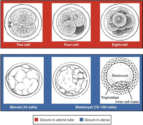 28.2 Embryonic Development - Anatomy and Physiology | OpenStax in 2021 | Embryonic development ...