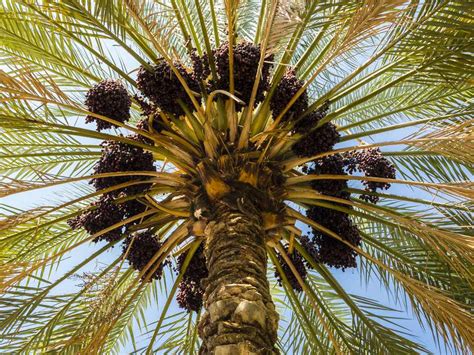 How to Grow and Care for Date Palm Trees