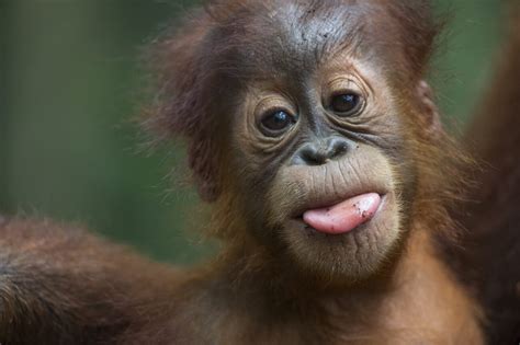 About Orangutans - SOS – Sumatran Orangutan Society