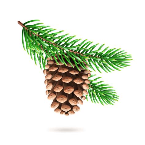 Pine Needles Icon Stock Photos, Pictures & Royalty-Free Images - iStock