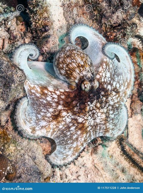 Caribbean Reef Octopus,Octopus Briareus Stock Photo - Image of antilles, marine: 117511228