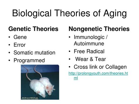 Theories Of Aging