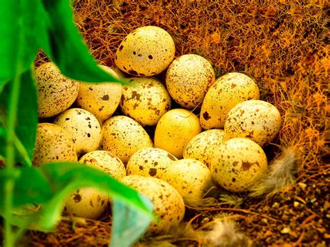 Eighteen Quail Eggs - Arizona | T&K Images - Fine Art Photography