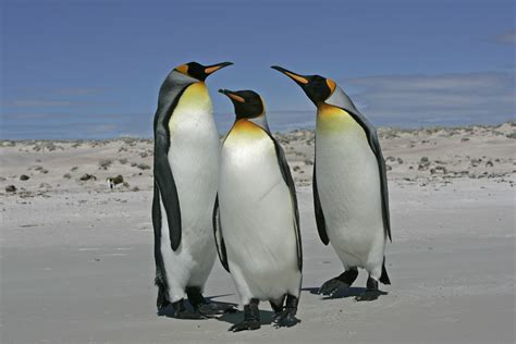 Is Your Strategizing Akin to Penguin Mating? - Brian Dodridge : Brian ...