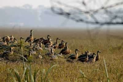 Keoladeo National Park History, Travel Information, Hotels, Fare ...