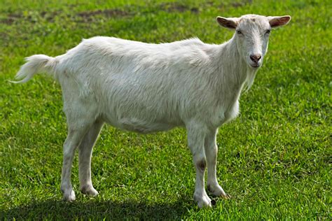 8 Types of Goat Breeds