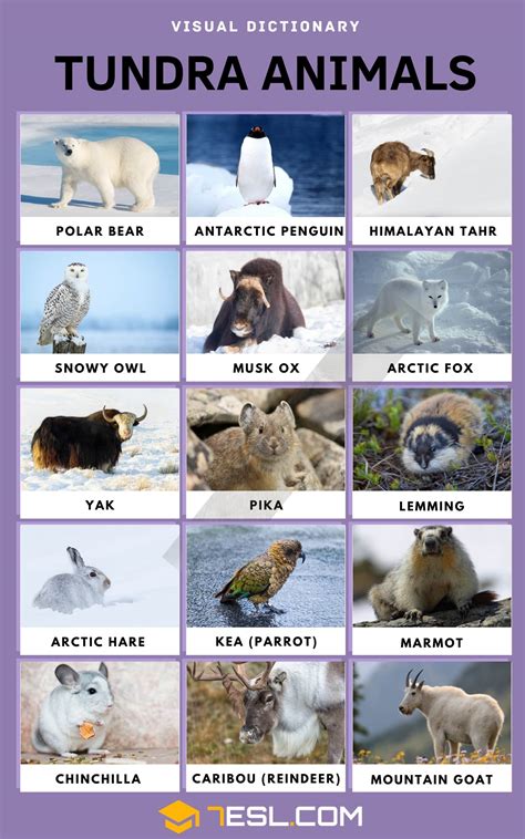 Types Of Animals In The Tundra