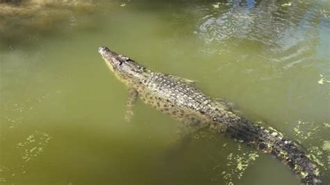 260 Crocodile Camouflage Stock Video Footage - 4K and HD Video Clips | Shutterstock