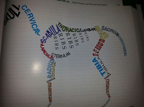 Word skeleton, anatomy. | Vet tech student, Vet tech school, Vet medicine