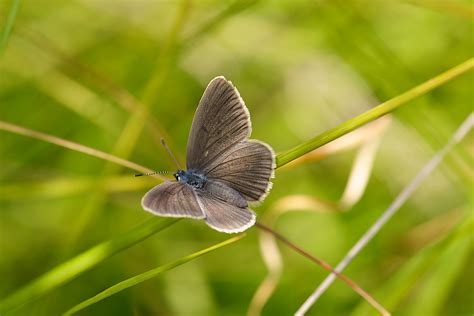 Butterflies behaving like cuckoos - BugBitten