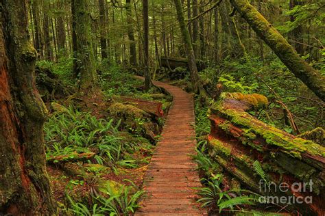 Pacific Rim Rainforest Landscape Photograph by Adam Jewell