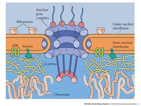 The Nucleus