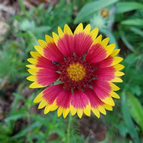 Blanket Flower Seeds | Flower Seeds in Packets & Bulk | Eden Brothers