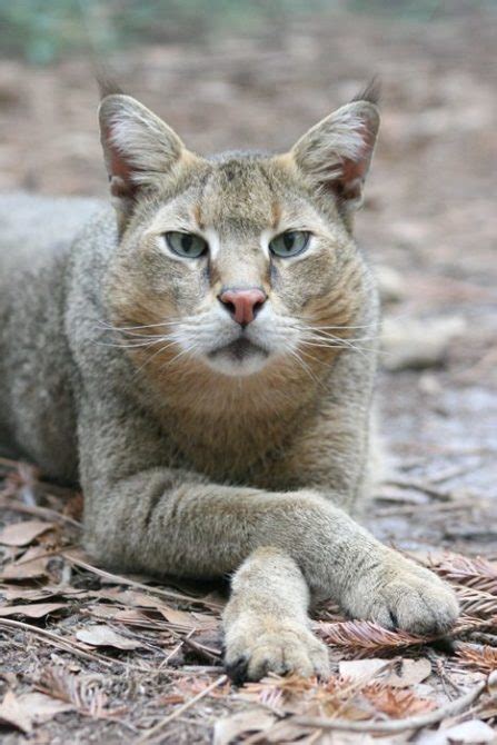 Jungle Cat Facts, Photos, Sounds, News and Videos