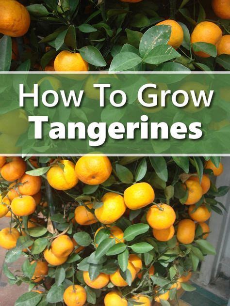 How To Grow Tangerines from seeds... grow in pots or in your garden...#gardening #homesteading ...