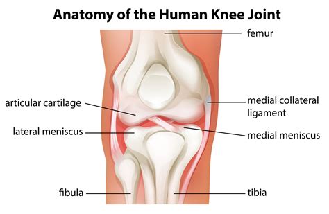 Human knee joint anatomy - Orthopaedic Medical Group of Tampa Bay