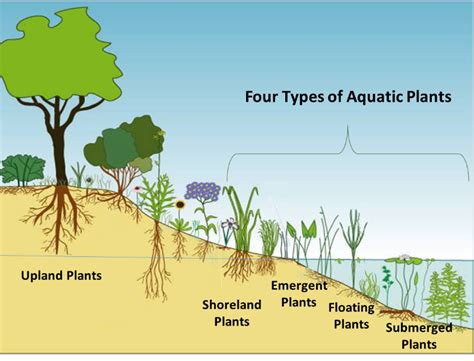 Submerged Freshwater Aquatic Plants Identification