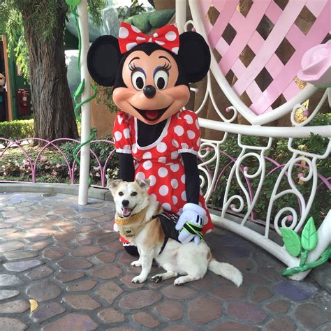 Minnie Mouse’s House - 39 Photos & 13 Reviews - Amusement Parks - 1313 S Disneyland Dr, Anaheim ...