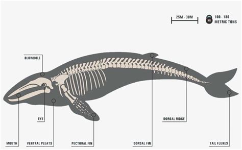 Image - Skeleton Of A Baleen Whale Transparent PNG - 1500x1000 - Free Download on NicePNG