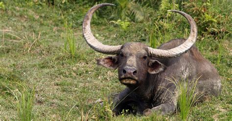 Assam’s wild water buffalo is in troubled waters