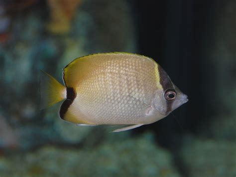 The Online Zoo - Reef Butterflyfish