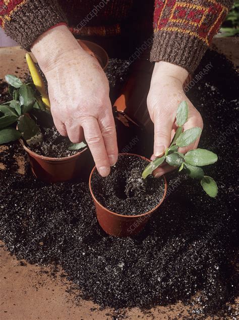 Easter cactus propagation - Stock Image - B630/0502 - Science Photo Library